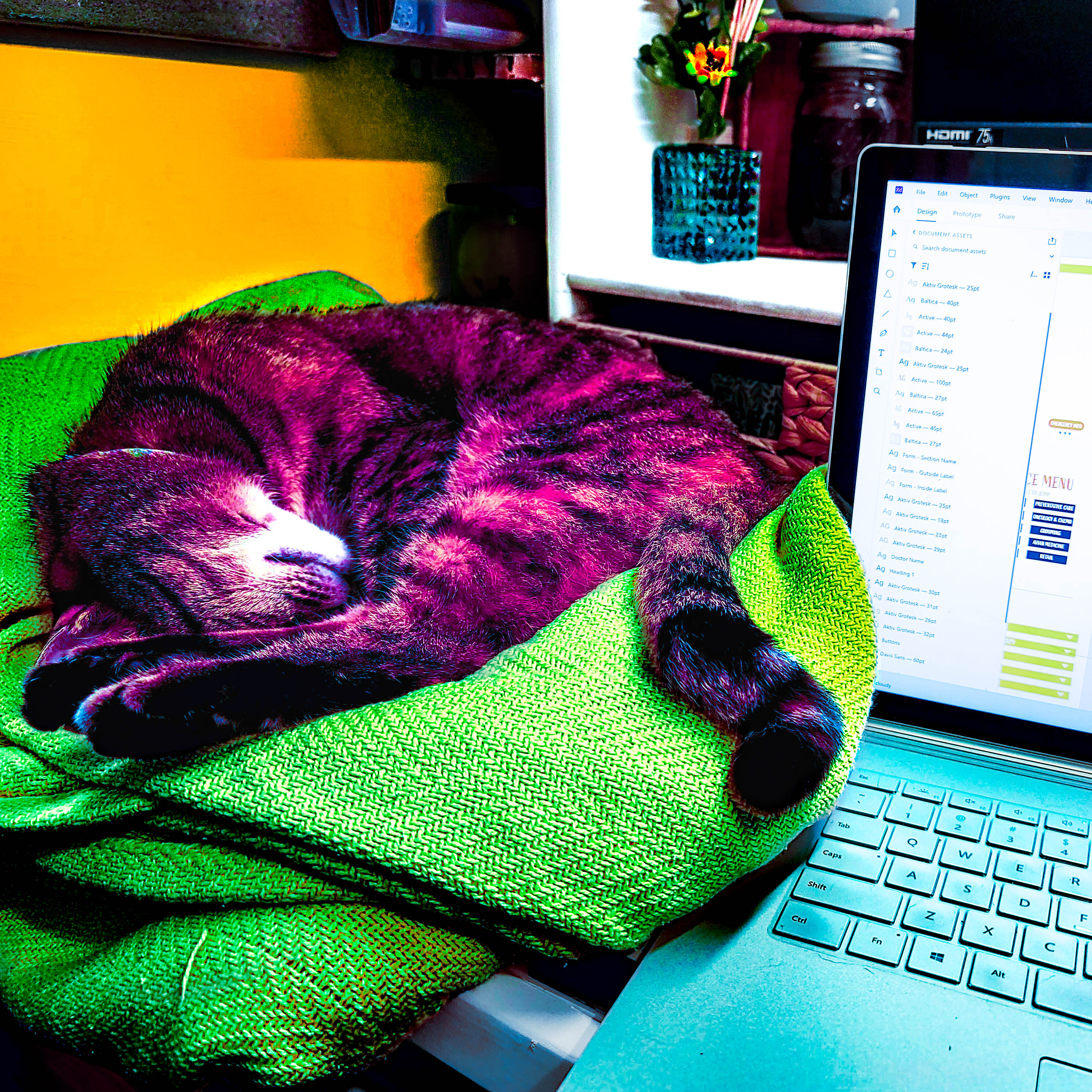 a photo of my cat Zelda sleeping next to my laptop